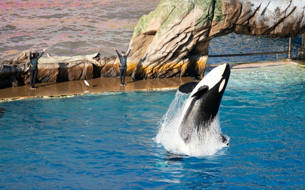 Does SeaWorld Still Have Orcas? (2024)