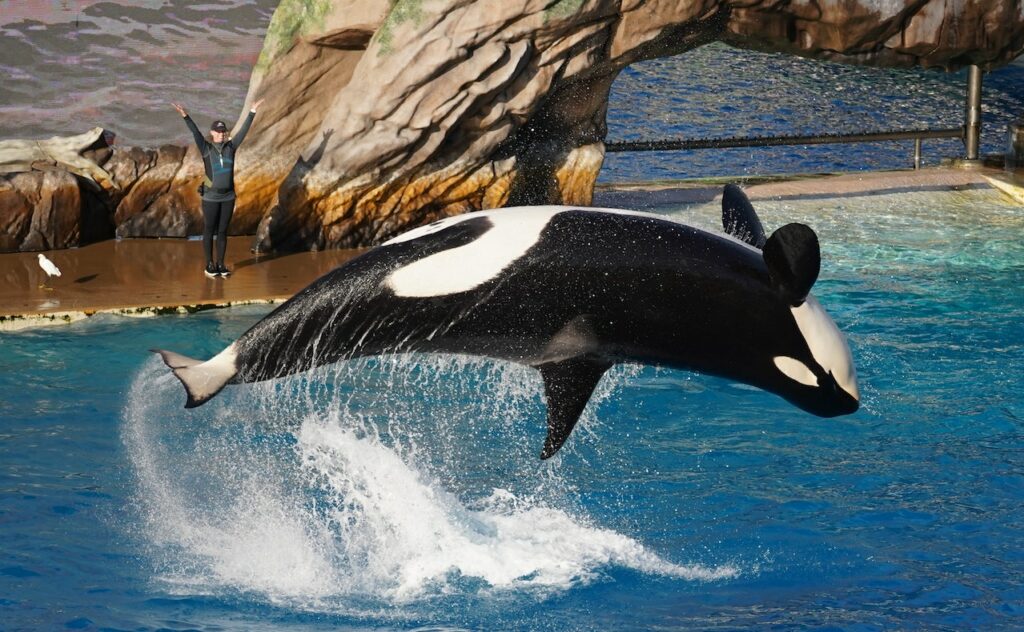 Does SeaWorld Still Have Orcas? (2024)