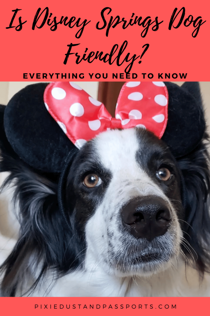 Is disney springs dog friendly