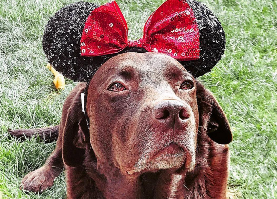 Is Disney Springs Dog Friendly? The Lowdown!